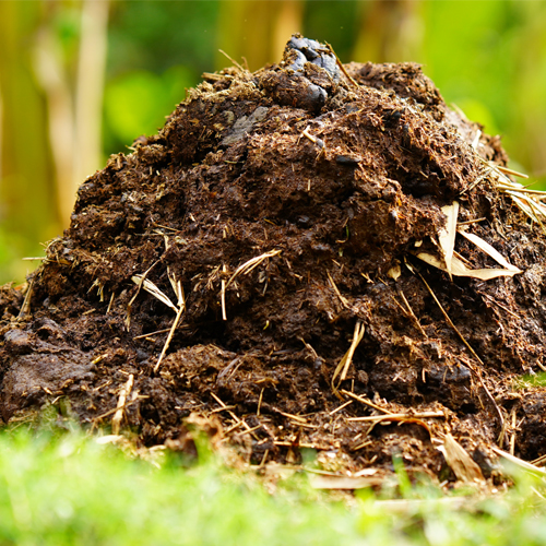 Cow Dung