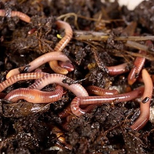 Vermicompost